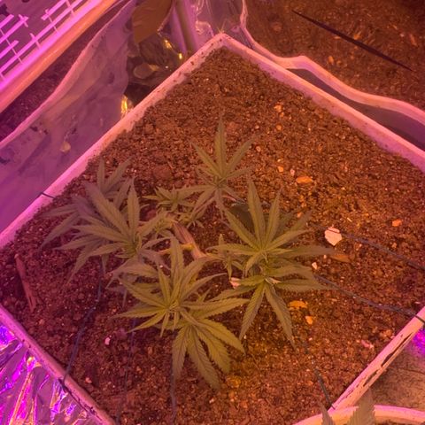 Gelat. OG  growlog timeline photo