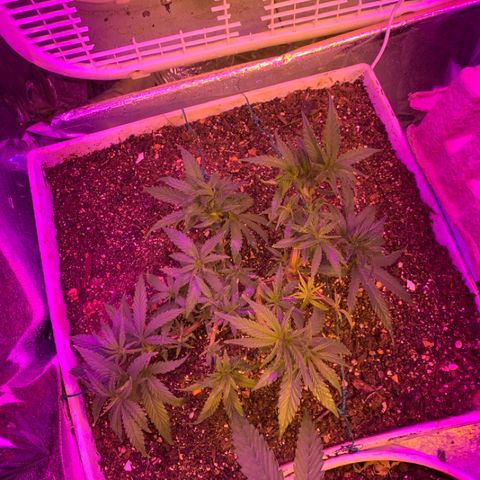 Gelat. OG  growlog timeline photo