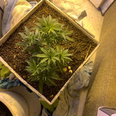 Gelat. OG  growlog timeline photo