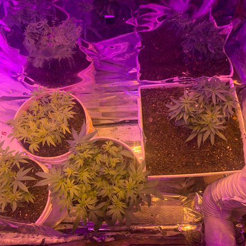 Gelat. OG  growlog photo: N.L#1 placed outside of grow room in a cooler area to help hasten recovery. if plant does not improve by tomorrow it shall be declared #Dead