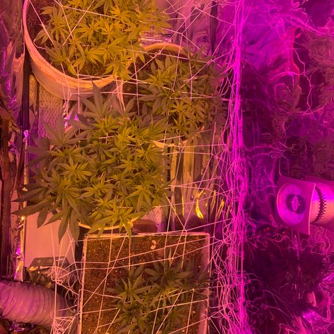 Gelat. OG  growlog photo: scrog net #1