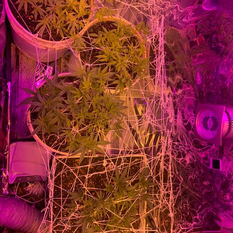 Gelat. OG  growlog photo: water plants; molasses and rain water. 4gal 