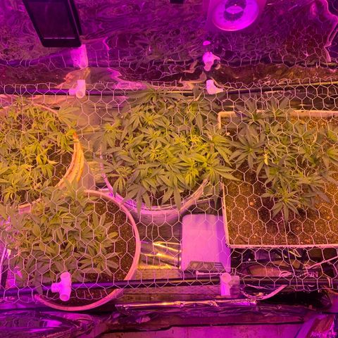 Gelat. OG  growlog photo: installed wire scrog 
and 640 CFM FAN