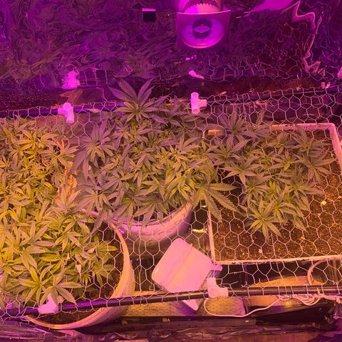 Gelat. OG  growlog timeline photo
