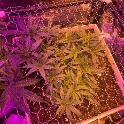 Gelat. OG  growlog timeline photo