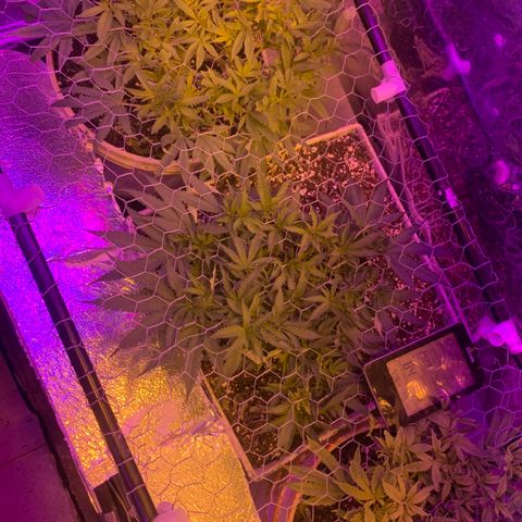 Gelat. OG  growlog timeline photo