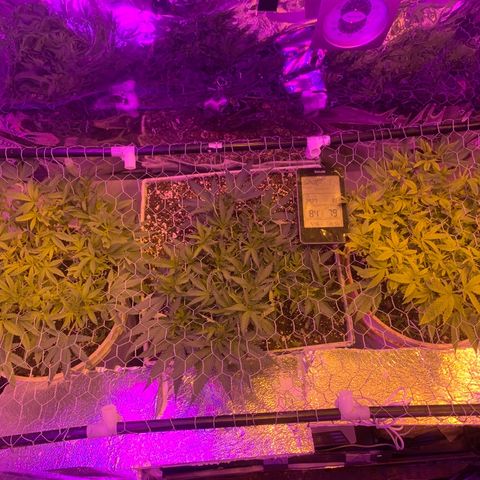 Gelat. OG  growlog photo: Flower day 3 environment Sunday photo update 