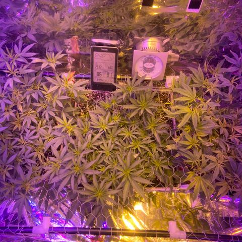 Gelat. OG  growlog timeline photo