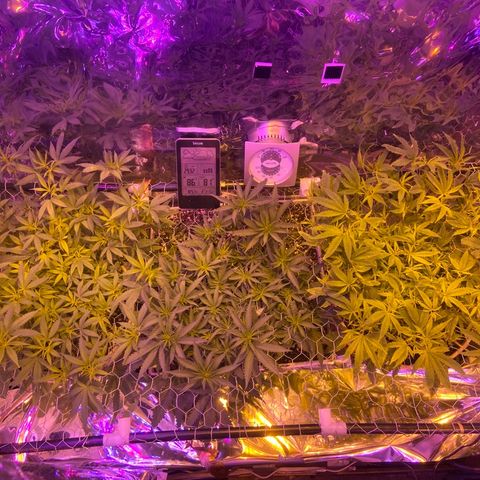 Gelat. OG  growlog photo: Flower day 10 Sunday photo update