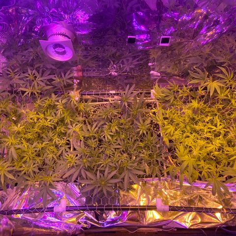Gelat. OG  growlog photo: Defoliation and lower branch trim. 
LRG 2 branches cut out for snapping, and one branch taped up to prevent snapping
