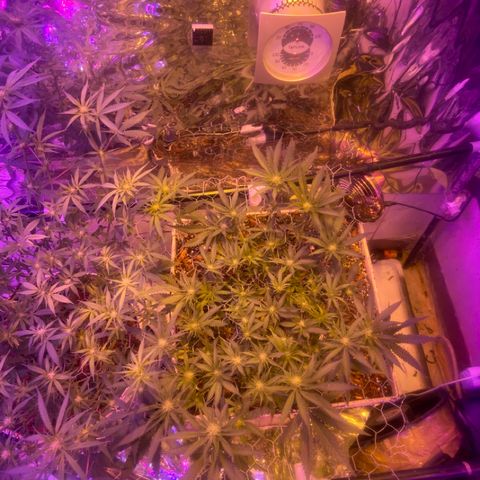 Gelat. OG  growlog timeline photo