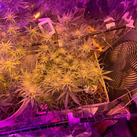 Gelat. OG  growlog photo: Sunday update. Taken Tuesday 08/18/20