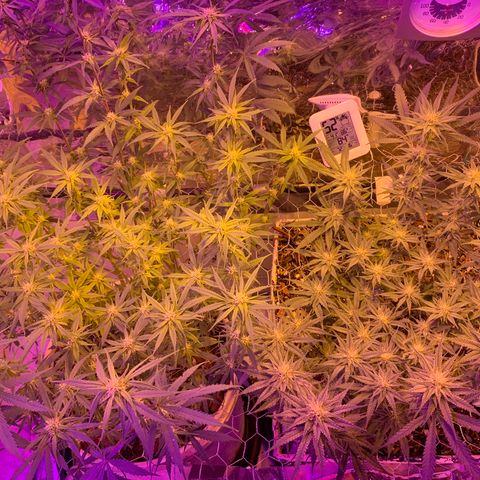 Gelat. OG  growlog photo: Groupie shot of LRG/Gelot.OG on Tuesday August 18, 2020 (ending of week 4); week 5 in two days. Thursday August 20,20