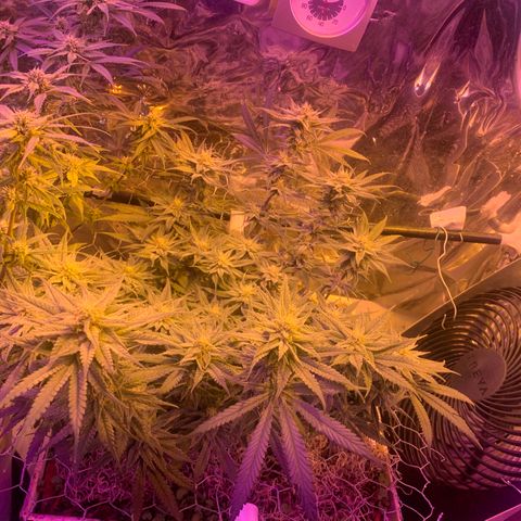 Gelat. OG  growlog timeline photo