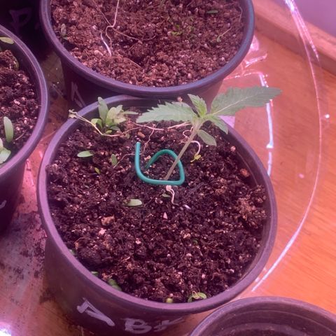 Eerie BK growlog timeline photo