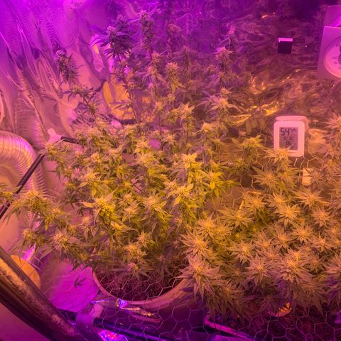 Eerie BK growlog photo: Defoliation, 