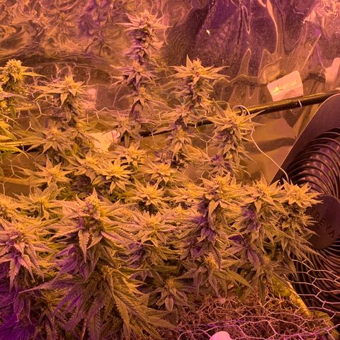 Gelat. OG  growlog timeline photo