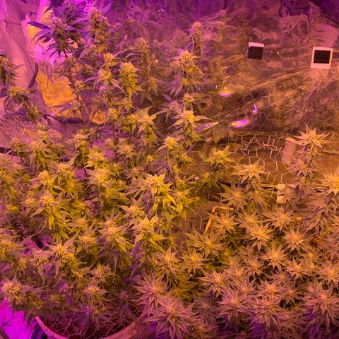 Eerie BK growlog photo: weekly photo update