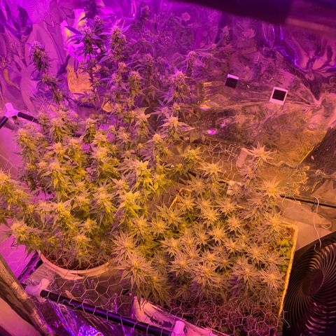Eerie BK growlog photo: weekly photo update