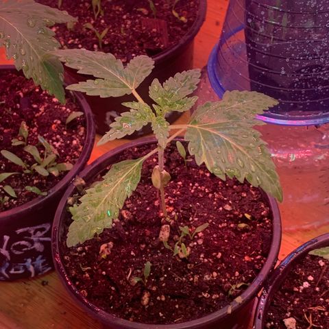 Eerie BK growlog timeline photo