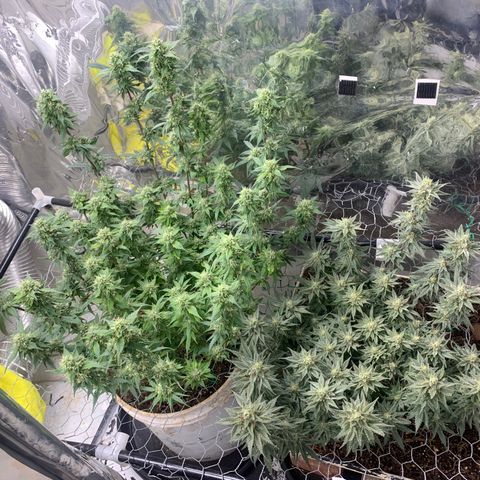 Eerie BK growlog photo: tie down LRG branches for better light penetration. plant was smashed with ocellating fan that needed repair. 
one branch was injured 