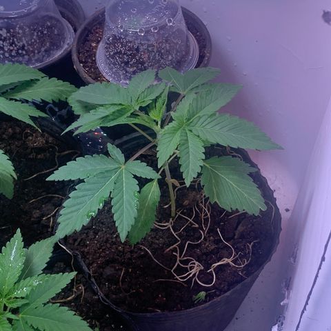 Eerie BK growlog timeline photo