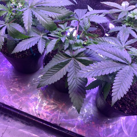 Eerie BK growlog timeline photo