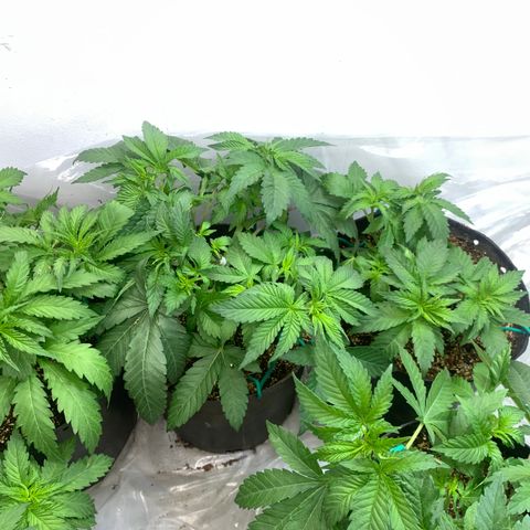 Eerie BK growlog timeline photo