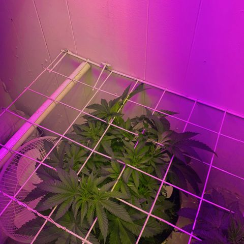 Eerie BK growlog timeline photo