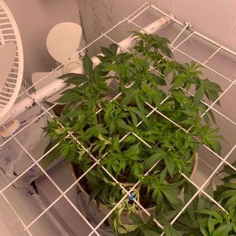 Eerie BK growlog timeline photo