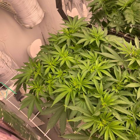 Eerie BK growlog timeline photo