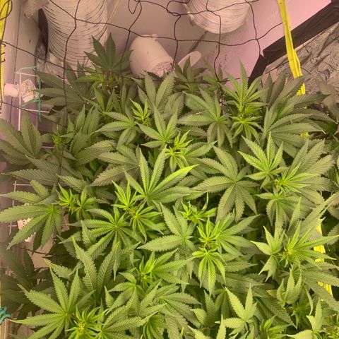 Eerie BK growlog timeline photo