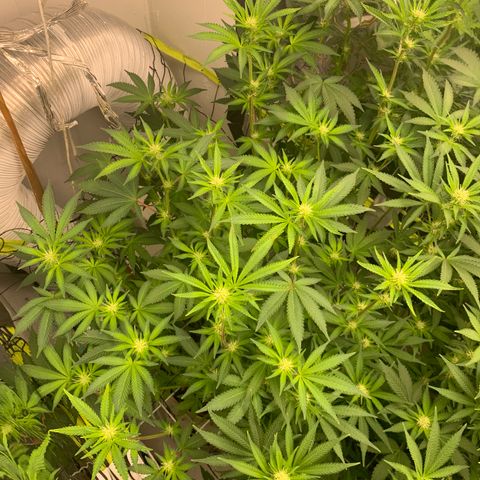 Eerie BK growlog timeline photo