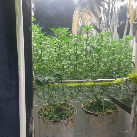 Sz clone #1 growlog photo: defoliation and lollipop. used leafs as mulch for topsoil. 