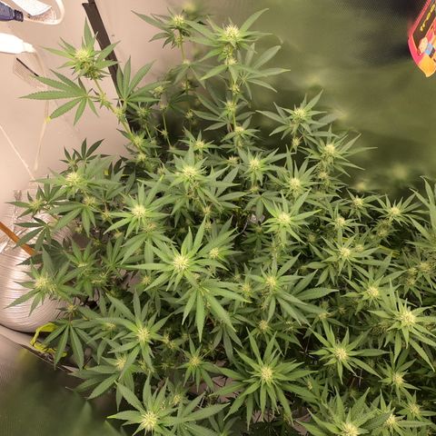 Eerie BK growlog timeline photo