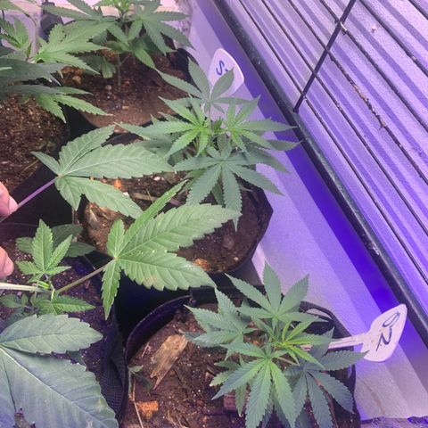 Sz clone #1 growlog timeline photo