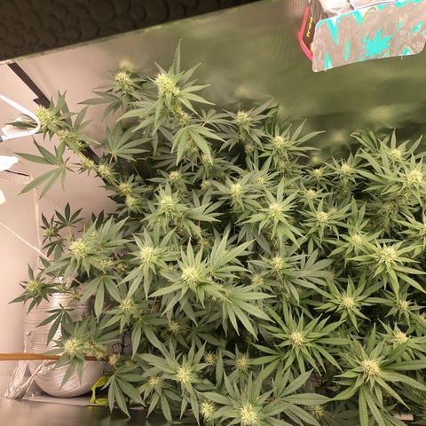 Eerie BK growlog timeline photo