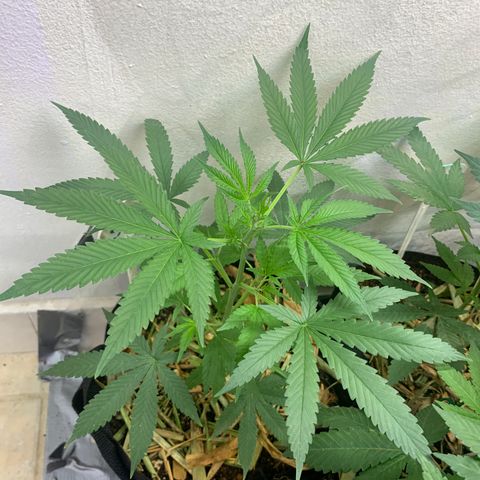 Sz clone #1 growlog timeline photo