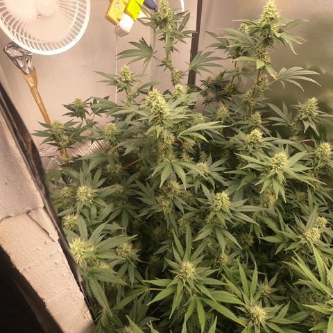 Eerie BK growlog timeline photo