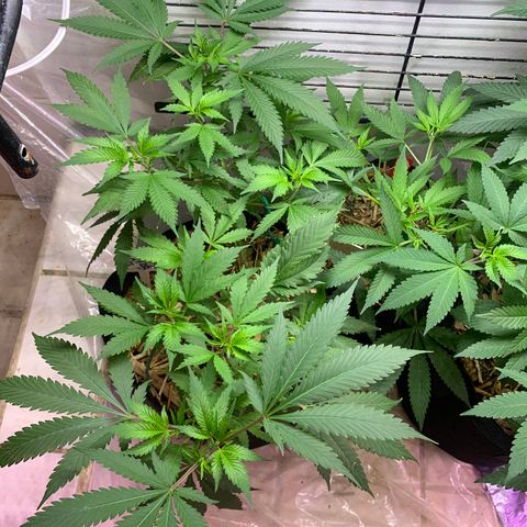 Sz clone #1 growlog timeline photo