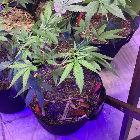 Sz clone #1 growlog timeline photo