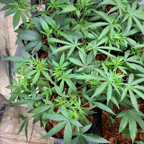 Sz clone #1 growlog timeline photo