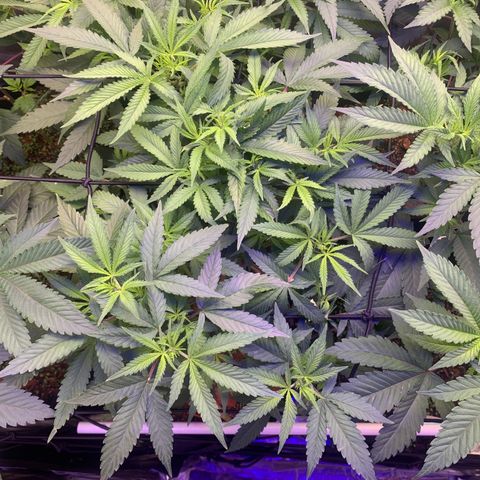 Sz clone #1 growlog timeline photo