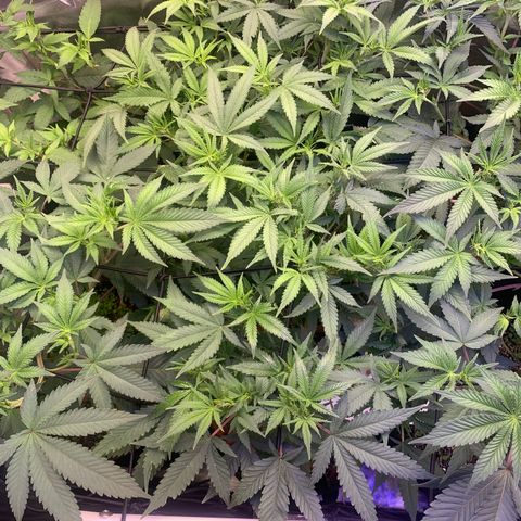 Sz clone #1 growlog timeline photo