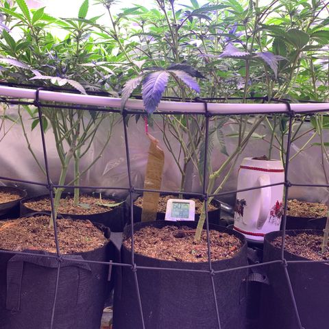 Sz clone #1 growlog photo: lollipop 