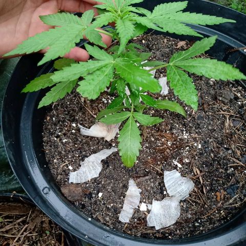 Chocolate Thai #2 growlog timeline photo