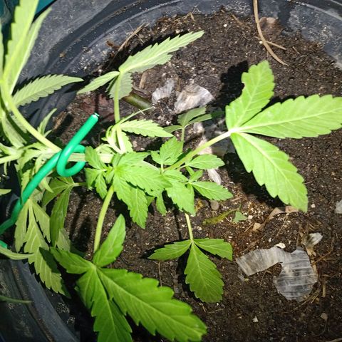 Chocolate Thai #2 growlog timeline photo