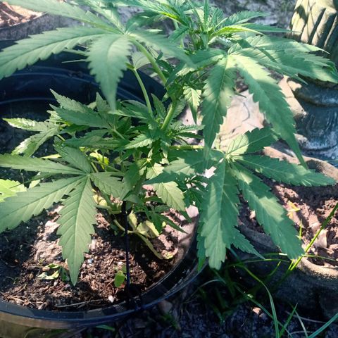 Chocolate Thai #2 growlog timeline photo