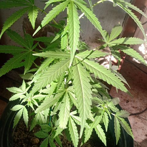 Chocolate Thai #2 growlog timeline photo