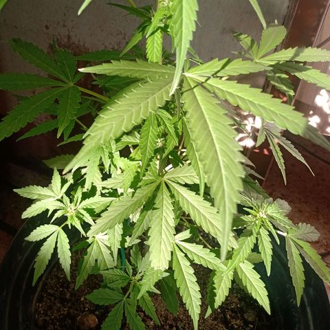 Chocolate Thai #2 growlog timeline photo